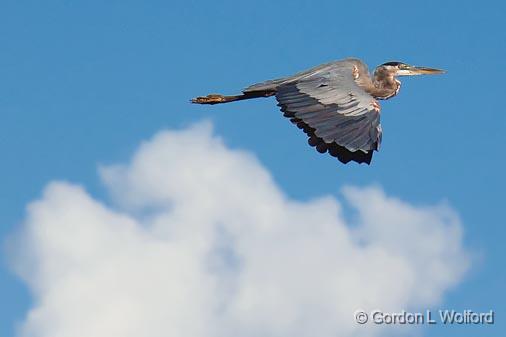 Heron In Flight_05232.jpg - Photographed near Lindsay, Ontario, Canada.